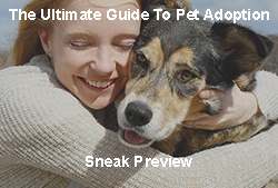guide to pet adoption